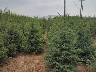 定西綠森苗木種植農民專業(yè)合作社