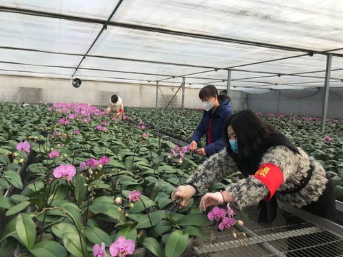 伸援手 獻愛心 西青區(qū)王蘭莊村婦聯(lián)線上助力西青夢森蘭花卉種植基地認購公益活動
