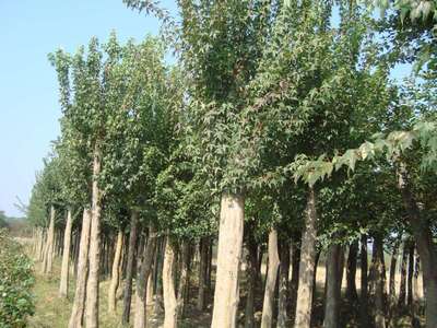 大量供應 烏桕樹 落葉喬木土壤的適應性較強工程綠化苗木批發(fā)
