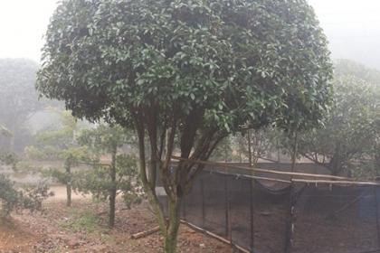 鄭州綠化苗木基地