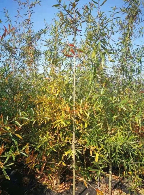 恭喜宣城市宣州區西馬彩葉苗木園入駐苗木通 安徽胡健春 娜塔櫟