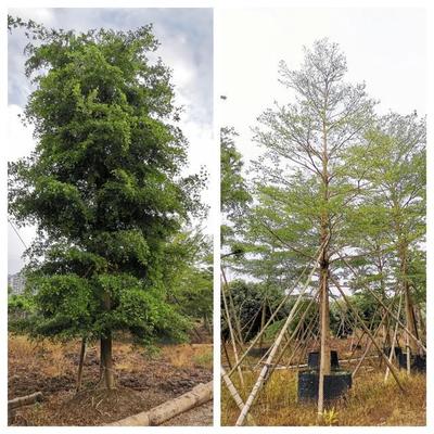 苗倉(cāng)會(huì)員風(fēng)采|粵創(chuàng):成功打通定制苗木之路