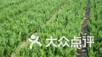 大眾點(diǎn)評(píng)