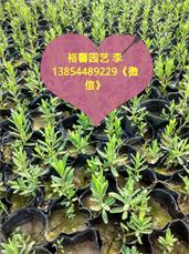 各種規(guī)格薰衣草 哪里有優(yōu)質(zhì)薰衣草 濰坊薰衣草專(zhuān)業(yè)培育基地 精品薰衣草找哪家