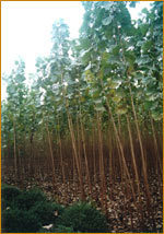 張軍出售楊樹(shù)苗樹(shù)苗苗木159-錢(qián)眼產(chǎn)品