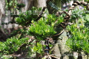 大量供應(yīng)產(chǎn)地直銷(xiāo)綠化苗木一級(jí)優(yōu)質(zhì)精品樁頭指導(dǎo)價(jià) 大量供應(yīng)產(chǎn)地直銷(xiāo)綠化苗木一級(jí)優(yōu)質(zhì)精品樁頭廠商 大量供應(yīng)產(chǎn)地直銷(xiāo)綠化苗木一級(jí)優(yōu)質(zhì)精品樁頭廠商 圖 盡在農(nóng)苗網(wǎng)