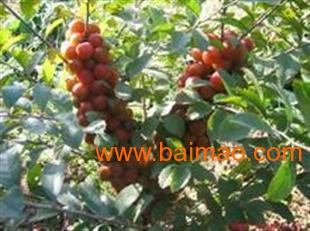 供應(yīng)鈣果苗,中華鈣果苗,優(yōu)質(zhì)的鈣果苗,供應(yīng)鈣果苗,中華鈣果苗,優(yōu)質(zhì)的鈣果苗生產(chǎn)廠家,供應(yīng)鈣果苗,中華鈣果苗,優(yōu)質(zhì)的鈣果苗價(jià)格