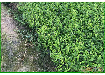 【福鼎大白茶苗價(jià)格】福鼎大白茶苗價(jià)格,價(jià)格,廠家,供應(yīng)商,花木、果木種苗,雅安市名山區(qū)惠農(nóng)苗木種植農(nóng)民專(zhuān)業(yè)合作社 - 產(chǎn)品庫(kù)