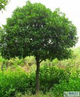 大量0怡程苗圃桂花,米徑15公分八月桂[供應(yīng)]_綠化苗木_世界工廠網(wǎng)中國(guó)產(chǎn)品信息庫(kù)