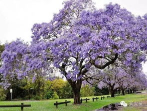 普通苗圃種植戶如何借助互聯網,降低成本,讓利潤增值