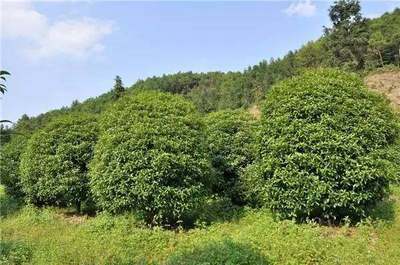 特色苗木發(fā)展大勢所趨,如何突出你的苗木特色?