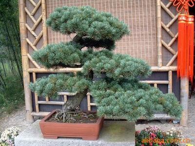 【綠化設(shè)計圖中的喬木與灌木之分】價格、產(chǎn)品供應(yīng),綠化設(shè)計圖中的喬木與灌木之分廠家批發(fā)-1024商務(wù)網(wǎng)