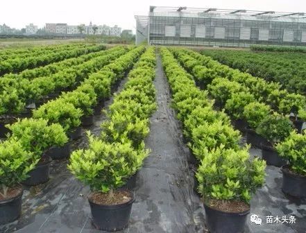 這次苗木價格的上漲不同凡響