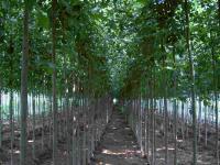 12公分法桐價格、法國梧桐、法桐樹價格[供應]_綠化苗木_世界工廠網中國產品信息庫