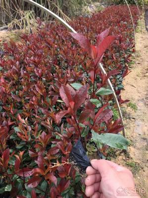 【綠化灌木紅葉石楠袋苗銷售、質優價廉】綠化苗木,價格,廠家,供應商,花木,龍海市東泗興輝園藝場 - 產品庫