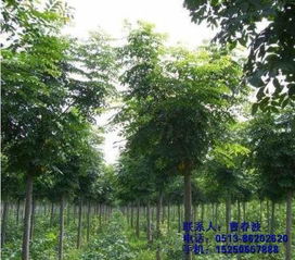 不限,價格,廠家,供應商,花木,通州區五甲鎮綠軒苗木種植園 熱賣促銷 阿土伯網