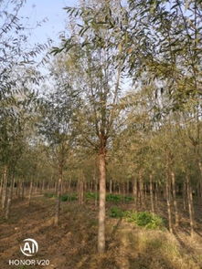 恭喜鴻運園林苗木基地入駐苗木通平臺 專注于精品苗木