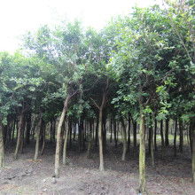  蘇北誠信苗木場 主營 綠化苗木 各類竹子 玫