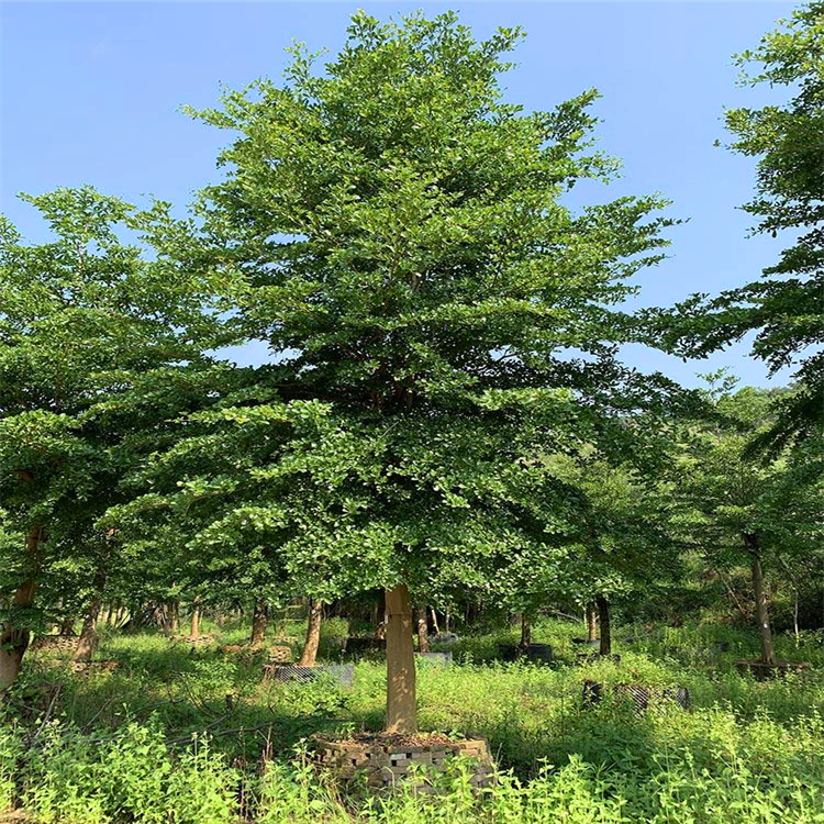 江西小葉欖仁行道樹細葉欖仁樹苗自產自銷綠化苗木