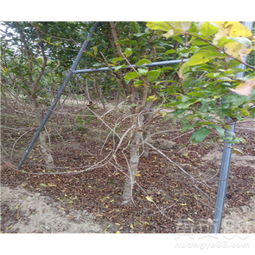 【無籽石榴苗2019年批發(fā)價格】- 