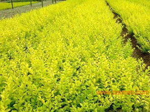 想要易種植的苗木就來志超花卉苗木 山東紅葉小檗,想要易種植的苗木就來志超花卉苗木 山東紅葉小檗生產(chǎn)廠家,想要易種植的苗木就來志超花卉苗木 山東紅葉小檗價格