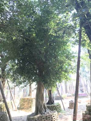 【小葉榕苗木直轄、品質保證、最新報價】綠化苗木,價格,廠家,供應商,花木,龍海市東泗興輝園藝場 - 產品庫