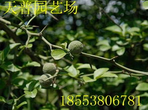 山東枸橘果種植基地 批發價格價格 廠家 圖片