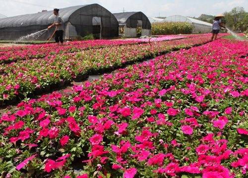 貴陽市今年苗木價格同比上漲10%--貴州頻道--人民網