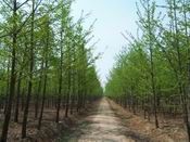 供應(yīng)山東銀杏苗木,優(yōu)質(zhì)銀杏苗木,銀杏樹_紡織、皮革_世界工廠網(wǎng)中國產(chǎn)品信息庫