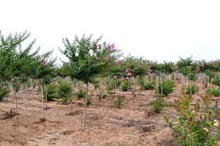 同一種苗木,價格卻不同的幾個原因