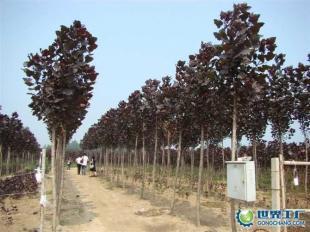 供應全紅楊、紅桂、紅葉石楠等綠化苗木_農副產品_世界工廠網中國產品信息庫