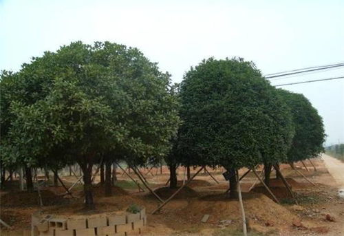 專業園林,國權苗圃 苗木