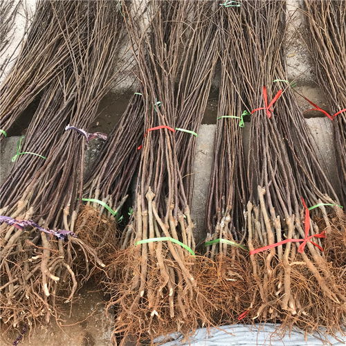 【短枝紅富士蘋果苗哪里批發、短枝紅富士蘋果苗價格】- 