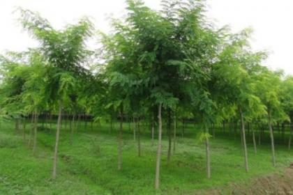 36 2020年國槐苗木國家賠償標準 