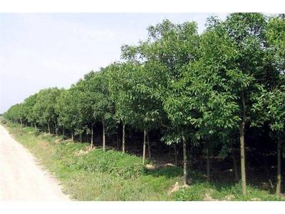 大葉女貞苗木基地哪家好