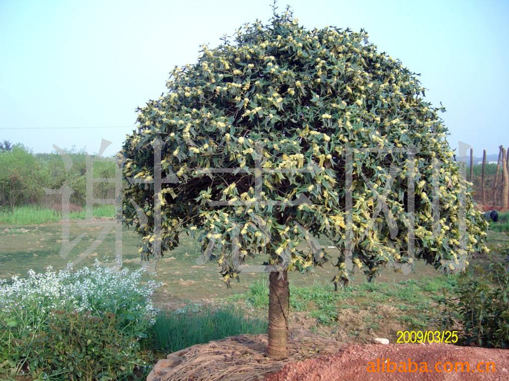 【綠化設計圖中的喬木與灌木之分】價格、產品供應,綠化設計圖中的喬木與灌木之分廠家批發-1024商務網