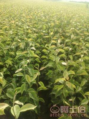 占地棗樹市場(chǎng)解析：2018年價(jià)格、產(chǎn)地與供應(yīng)商概覽