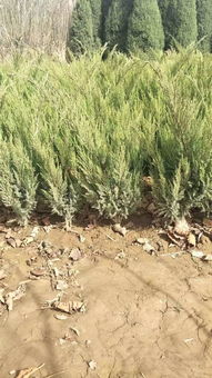 定州市盛大園林苗木基地入駐苗木通平臺，致力精品苗木發(fā)展