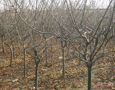 泰安青聯(lián)苗木 專業(yè)供應(yīng)優(yōu)質(zhì)垂絲海棠，打造高性價(jià)比綠化方案